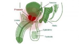 La posizione della prostata