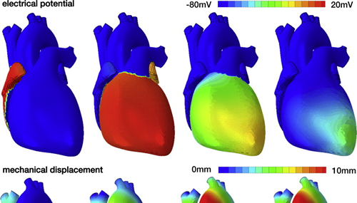 Una simulazione del funzionamento del muscolo cardiaco (Fonte: http://www.sciencedirect.com/)