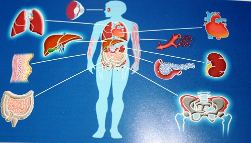 Il consenso alla donazione di organi sulla carta di 