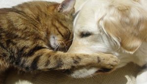 Animali domestici in aumento nelle città