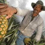 ananas costarica