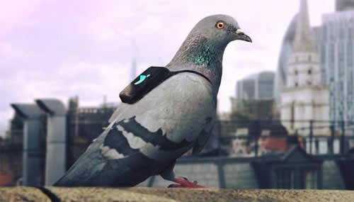 Con i sensori sui piccioni ed un app per monitorare in tempo reale la qualità dell'aria Londra lotta contro l'inquinamento