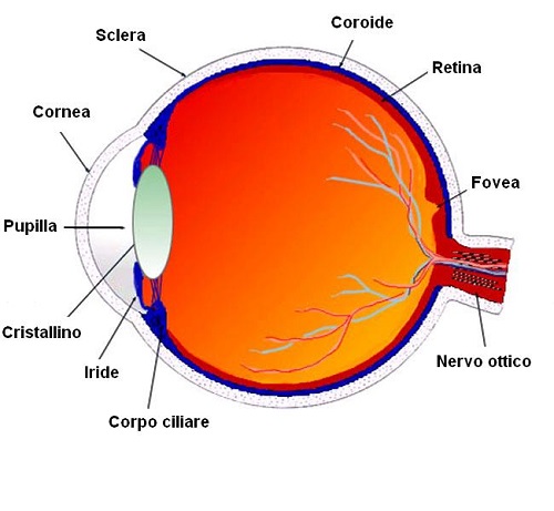 Malattie oculari e ricerca